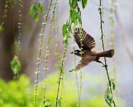 春的绿叶  融入校园的教育